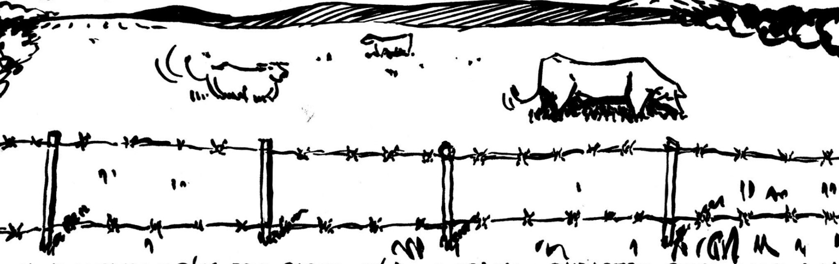 A view of a field with barbed wire in the foreground and cows behind. 